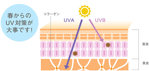 春からのUV対策が大事です!