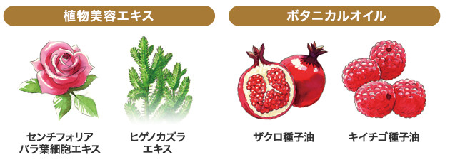 植物美容エキス センチフォリアバラ葉細胞エキス ヒゲノカズラエキス ボタニカルオイル ザクロ種子油 キイチゴ種子油
