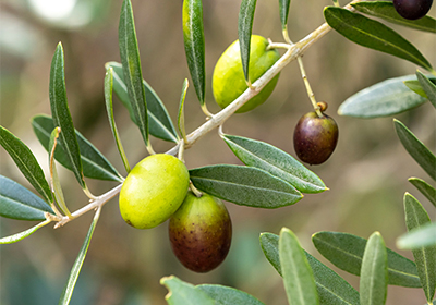 オリーブ果実油