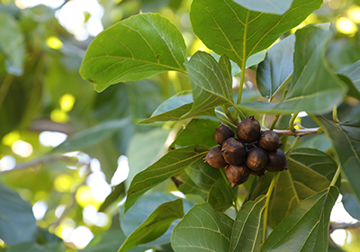 マカデミア種子油