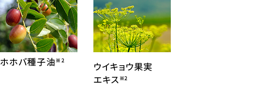 植物エキスを新配合